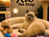 Çok Tatlı Oyuncu British Shorthair Yavrumuz