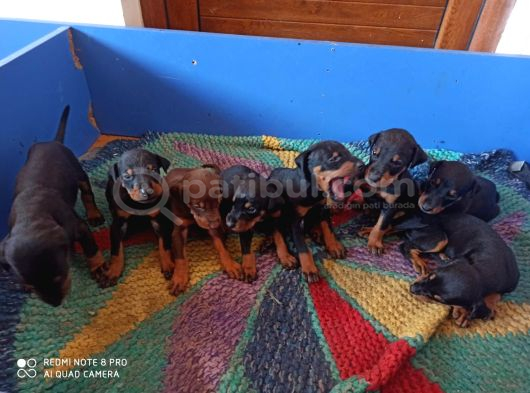 Doberman Yavrul Sağlık Ve Irk Garan görsel