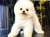 Pomerani̇an Teacup Bebekleri̇mi̇z