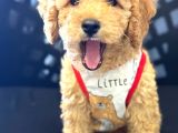 Poodle Yavrularimiz Hazir Her Renk Mevcut