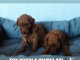 Toy Poodle Red Brown Yavrularimiz Yeni̇ Ai̇leleri̇ni̇ Bekli̇yor