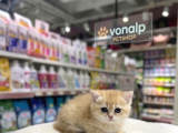 Vonalp Pet Garantisiyle Efsane Güzelli̇kte Bri̇ti̇sh Shorthai̇r