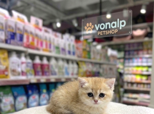 VONALP PET GARANTISIYLE EFSANE GÜZELLİKTE BRİTİSH SHORTHAİR