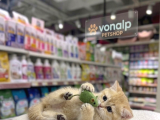 Vonalp Pet Garantisiyle Efsane Güzelli̇kte Bri̇ti̇sh Shorthai̇r