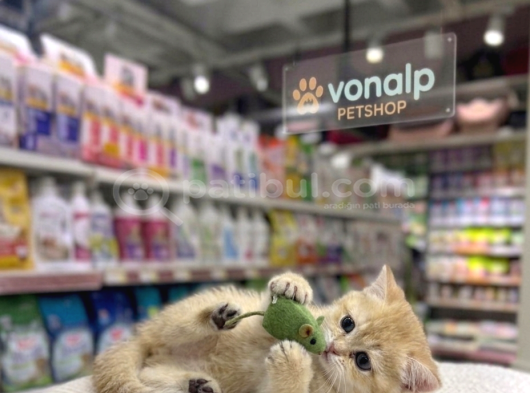 Vonalp Pet Garantisiyle Efsane Güzelli̇kte Bri̇ti̇sh Shorthai̇r görsel