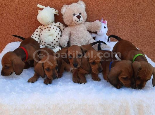 Irk Ve Sağlik Dakhund Sosi̇s Köpek  Yavrularimiz görsel