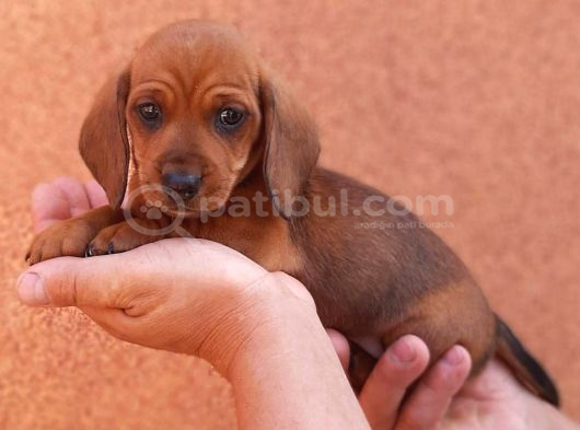 Irk Ve Sağlik Dakhund Sosi̇s Köpek  Yavrularimiz