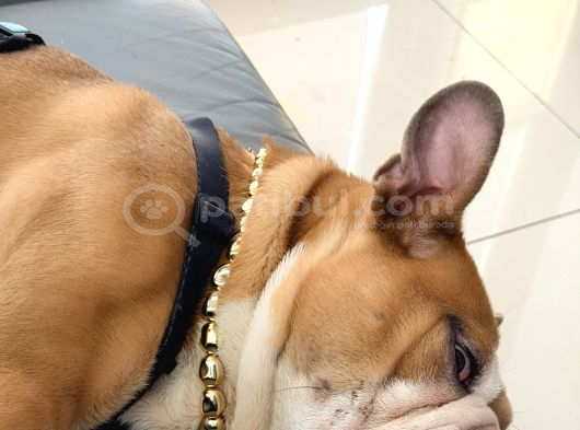 6 Aylık Ingiliz Buldog  İstanbul görsel