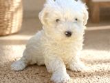 Kar Beyaz Irk Garantili Maltese Terrier Yavrular