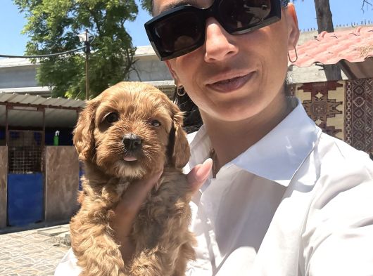 Maltipoo Yavrula Sağlık Ve Irk Garan görsel