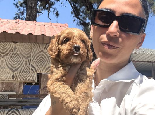 Maltipoo Yavrula Sağlık Ve Irk Garan görsel