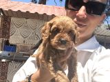 Maltipoo Yavrula Sağlık Ve Irk Garan
