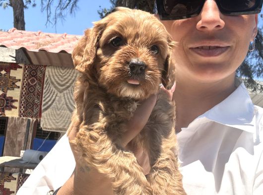 Maltipoo Yavrula Sağlık Ve Irk Garan görsel