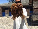 Toy Poddle Yavrular Sağlık Ve Irk Gara
