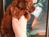 Safkan Red Brown Toy Poodle Yavrular Üst Kali̇te
