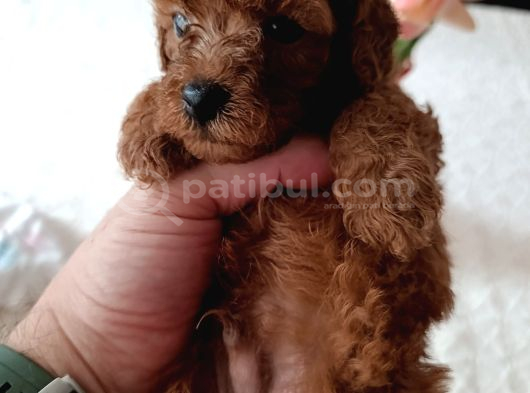 Safkan Red Brown Toy Poodle Yavrular Üst Kali̇te görsel