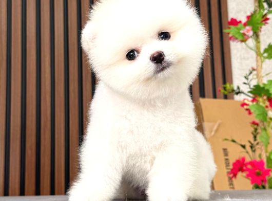 Pomerani̇an Teacup Bebekleri̇mi̇z görsel