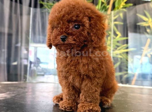 Poodle Yavrularimiz Hazir Her Renk Mevcut görsel
