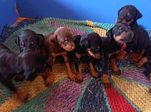 Doberman Yavrul Sağlık Ve Irk Garan