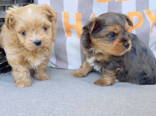 En Sevimlileri Petmode Köpek Çiftliğinden Ziyarete Açık Morkie Yavrularımız görsel