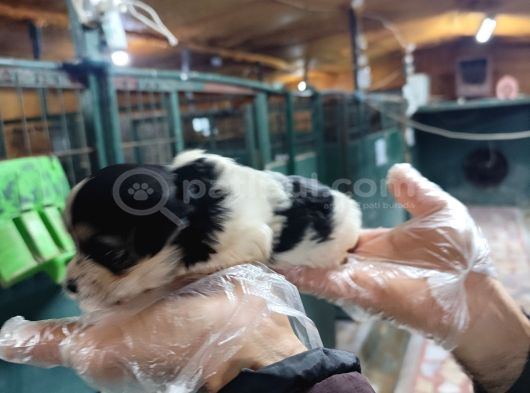 Neşe Kaynağı Orjinal Morkie Yavrularımız görsel