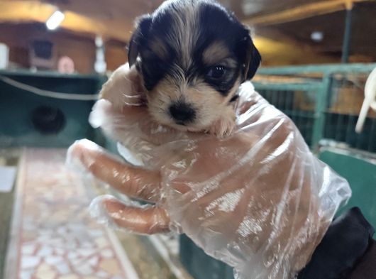 Neşe Kaynağı Orjinal Morkie Yavrularımız