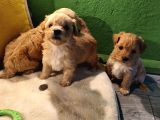 Ori̇ji̇nal Malti̇po Yavrular