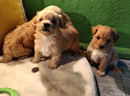 Ori̇ji̇nal Malti̇po Yavrular görsel