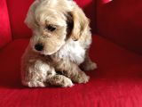 Ori̇ji̇nal Malti̇po Yavrular
