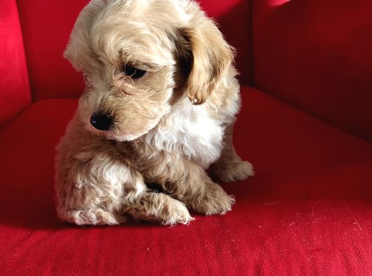 Ori̇ji̇nal Malti̇po Yavrular görsel