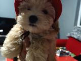Ori̇ji̇nal Malti̇po Yavrular