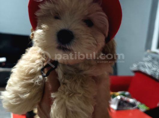 Ori̇ji̇nal Malti̇po Yavrular