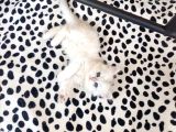 Sevimli Golden Longhair Bebeklerim