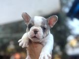 French Bulldog Muğla