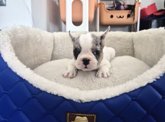 French Bulldog Muğla