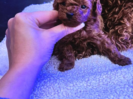 4 Aylık 700 Gr  Kore Micro Tea Cup Petmode Köpek Çifrliğinde görsel
