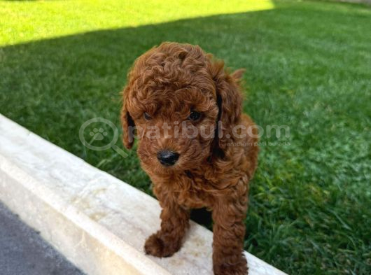 Kore Safkan Poodle
