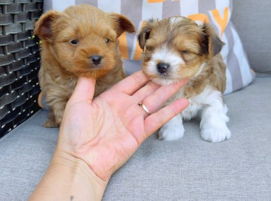 En Sevimlileri Petmode Köpek Çiftliğinden Ziyarete Açık Morkie Yavrularımız görsel
