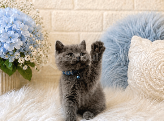 British Shorthair Gri Erkek Yavrumuz