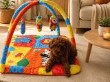 Evde Bakılan Sağlık Ve Irk Garantili Poodle Bebek