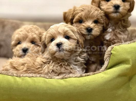 Sevimliliği Ile Kalpleri Fethedecek Maltipoo