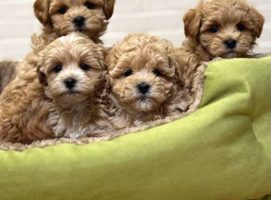 Sevimliliği Ile Kalpleri Fethedecek Maltipoo görsel