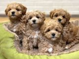 Sevimliliği Ile Kalpleri Fethedecek Maltipoo
