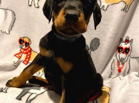 Şampi̇yon Soy Doberman Yavrularimiz görsel