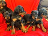 Şampi̇yon Soy Doberman Yavrularimiz