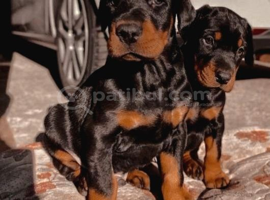 Şampi̇yon Soy Doberman Yavrularimiz görsel