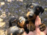 Şampi̇yon Soy Doberman Yavrularimiz