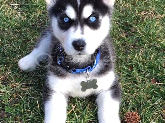 Keski̇n Bakişli Husky Yavrularimiz