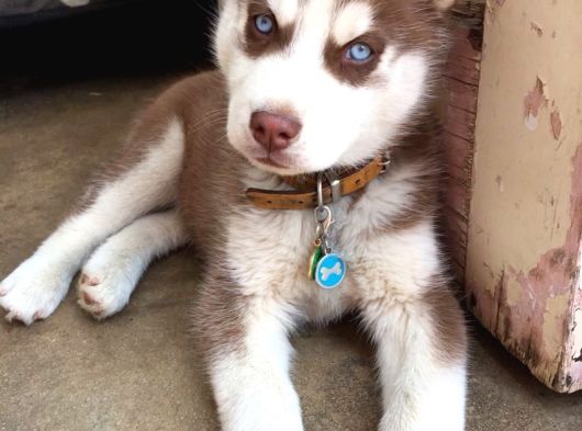 Keski̇n Bakişli Husky Yavrularimiz görsel