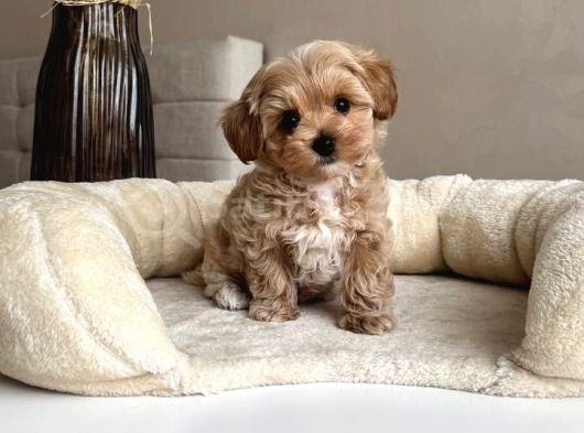 En Güzel Huylu Tea Cup Malti̇poo Yavrularimiz